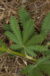 Sulphur cinquefoil